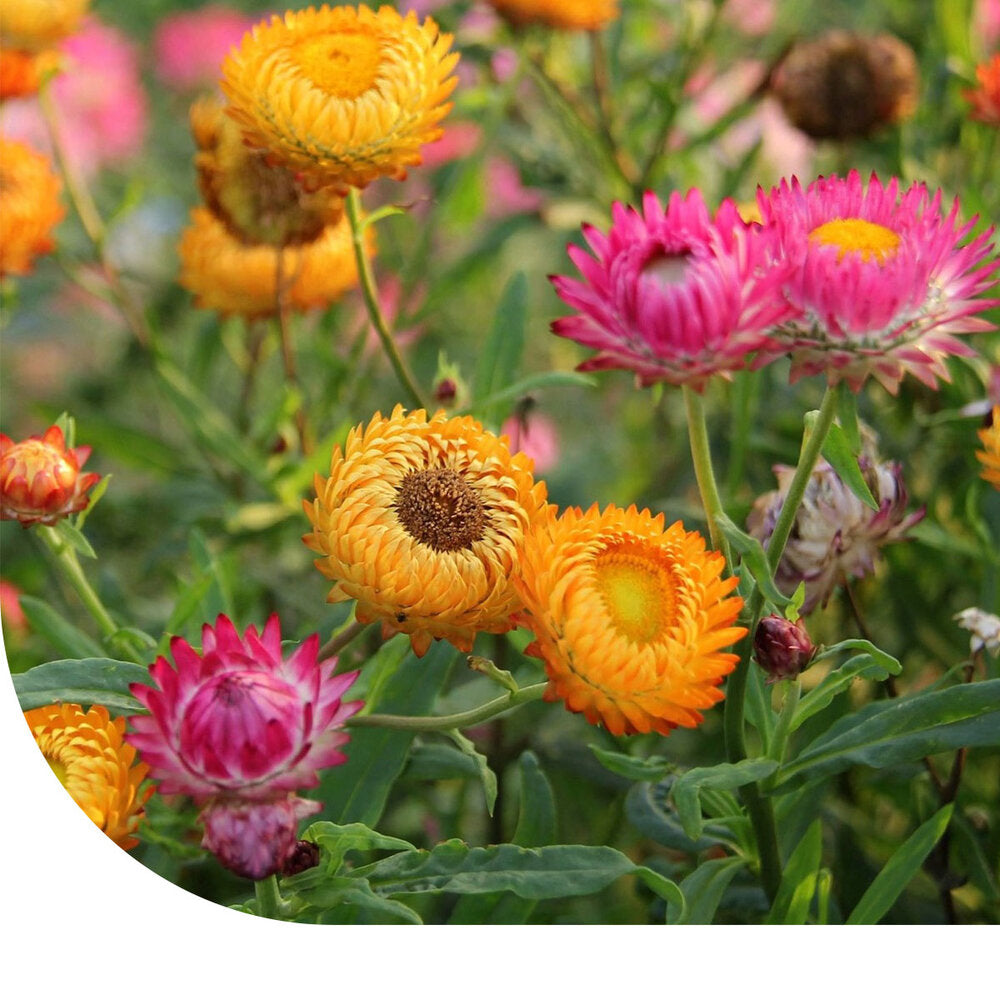 Strobloem - Helichrysum Bracteatum