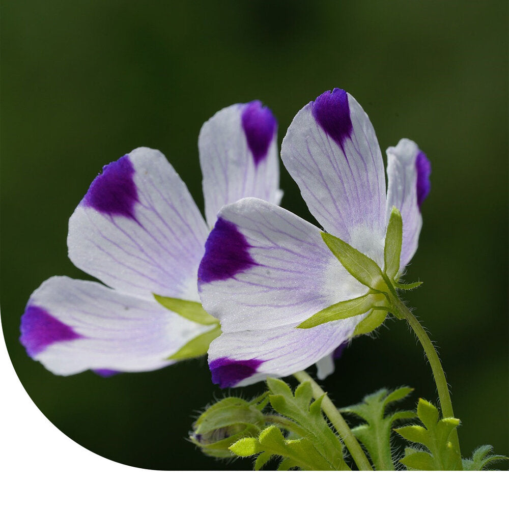 Bosliefje 'Five Spot' - Nemophila Maculata
