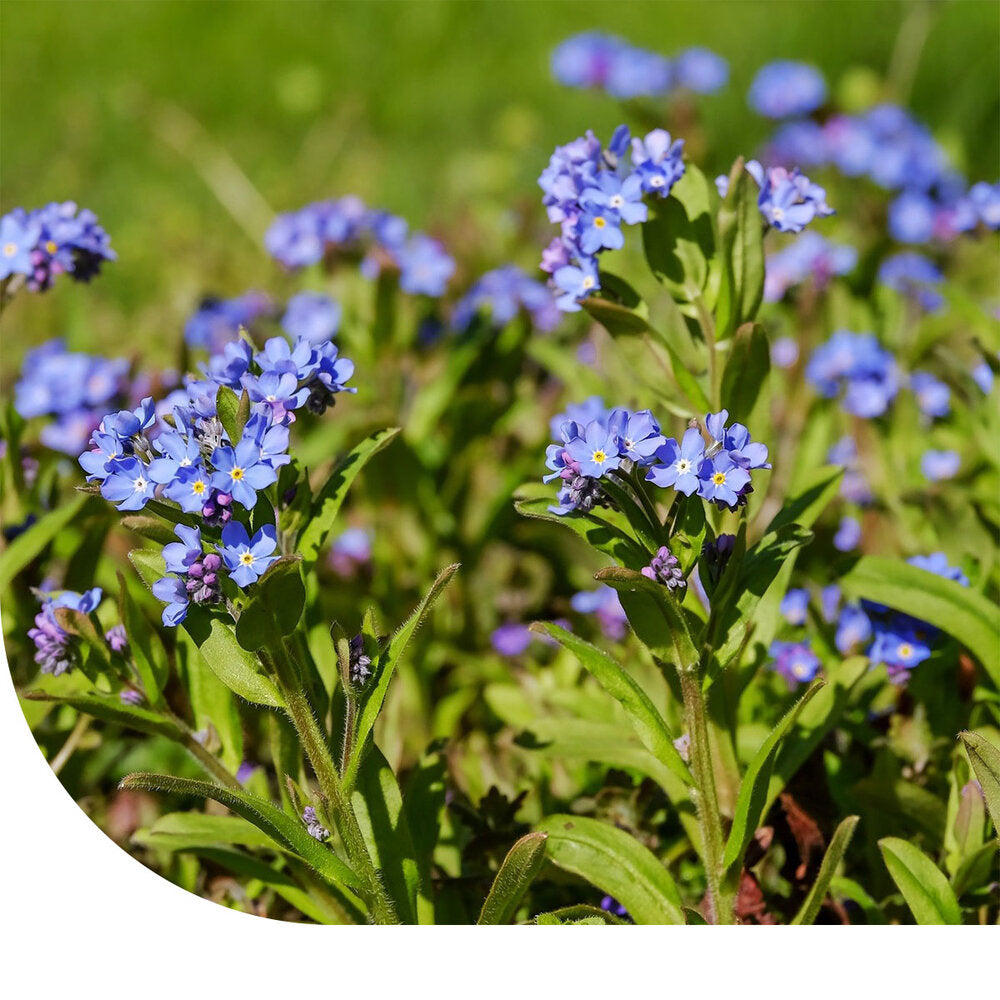 Vergeet-mij-nietje - Myosotis Alpestris