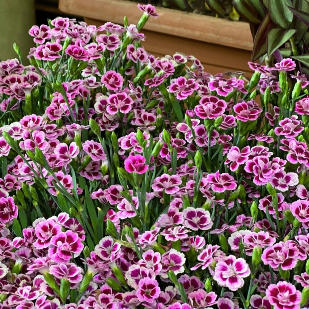 Tuinanjer - Dianthus Caryophyllus