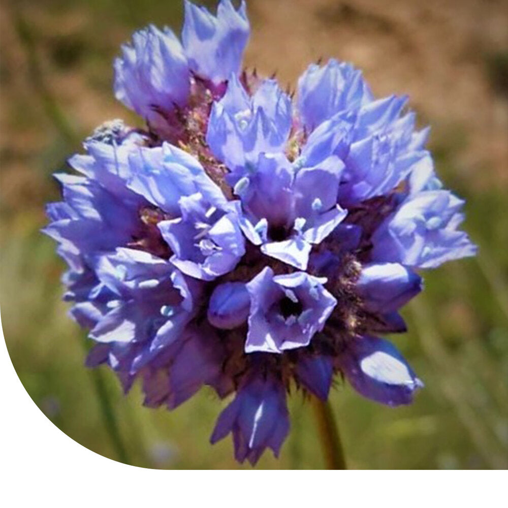 Gilia - Gilia Capitata