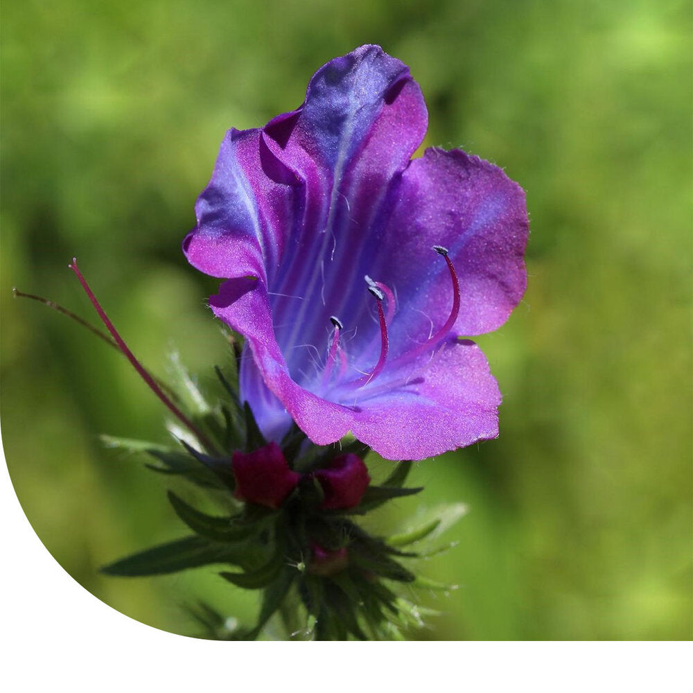 Weegbreeslangenkruid - Echium Plantagineum