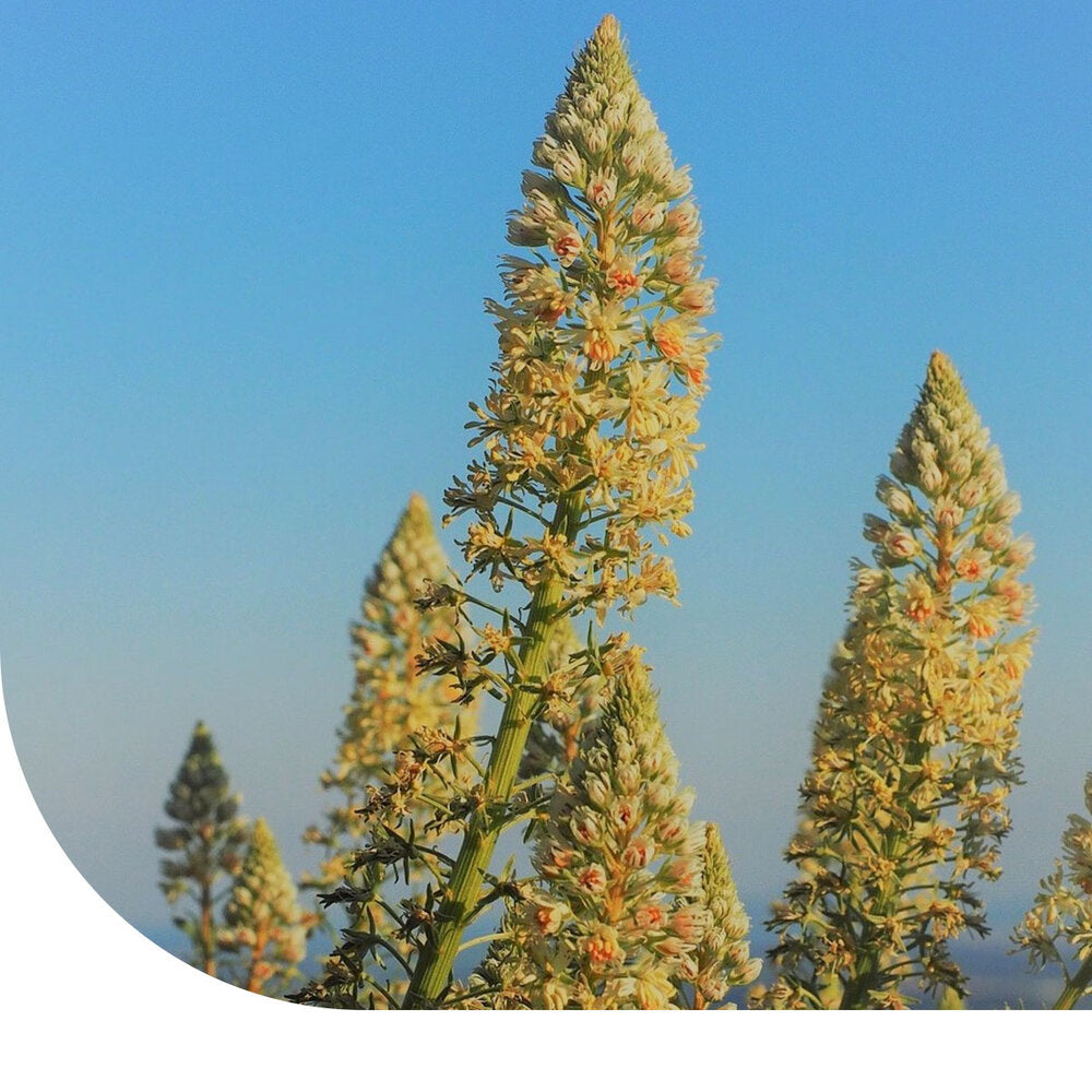 Reseda 'Machet' - Reseda Odorata
