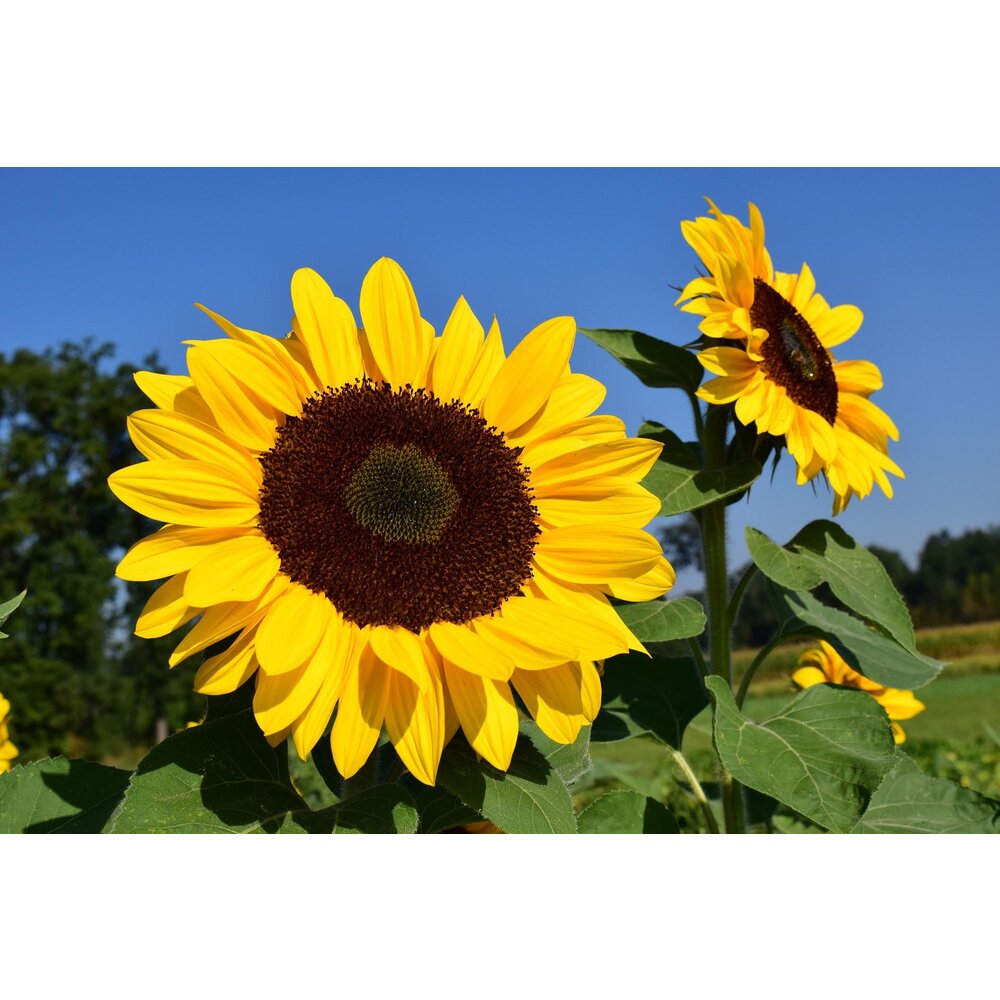 Reuzenzonnebloem 'Taiyo' - Helianthus Annuus