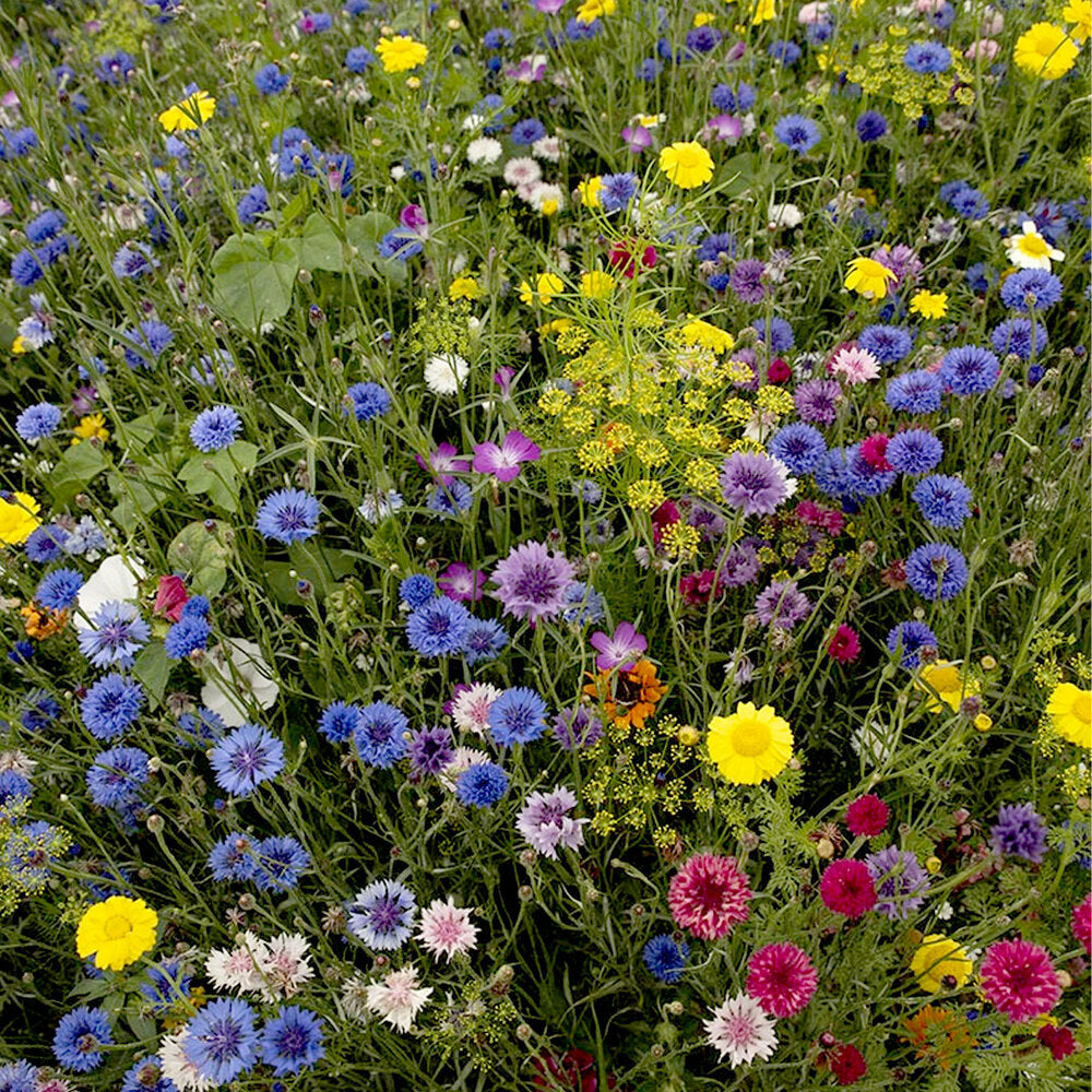 Snijbloemenmengsel 1-jarig