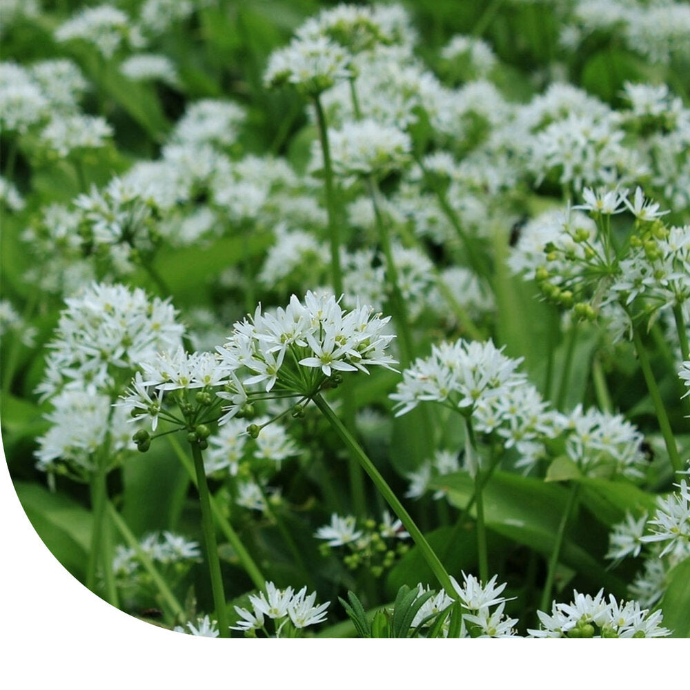 Knoflookbieslook Zaden - Garlic Chives