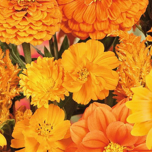 Zomerbloemen Oranje Tinten Mix