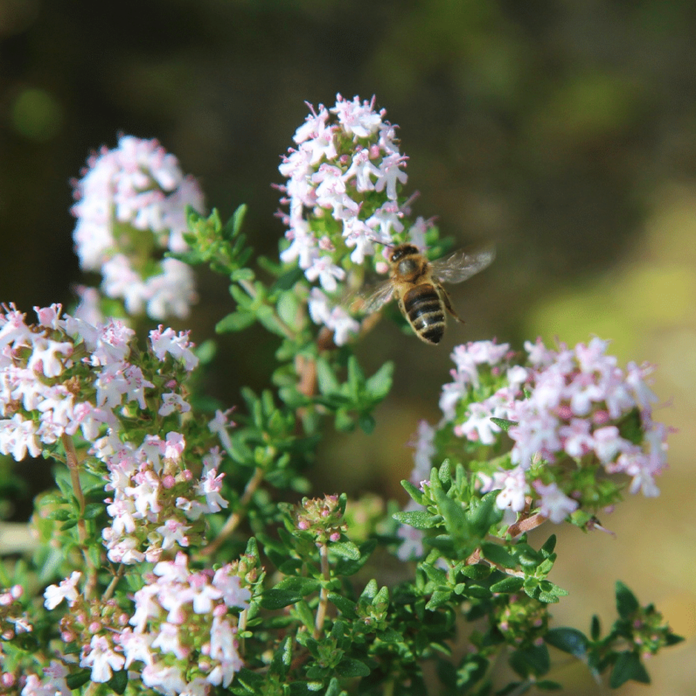 Steentijm - Calamintha Nepeta