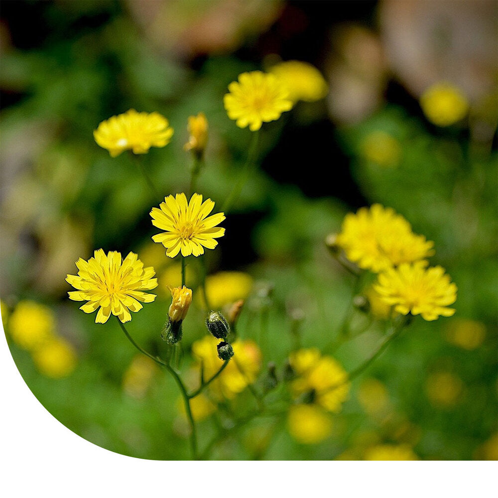 Groot Streepzaad - Crepis Biennis