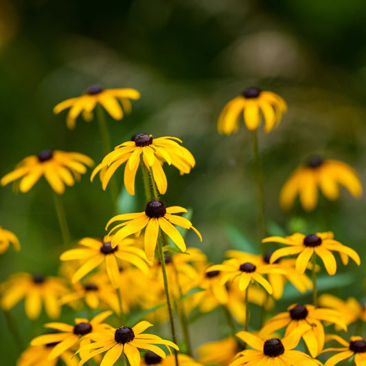 Zonnehoed 'Marmelade' - Rudbeckia Hirta