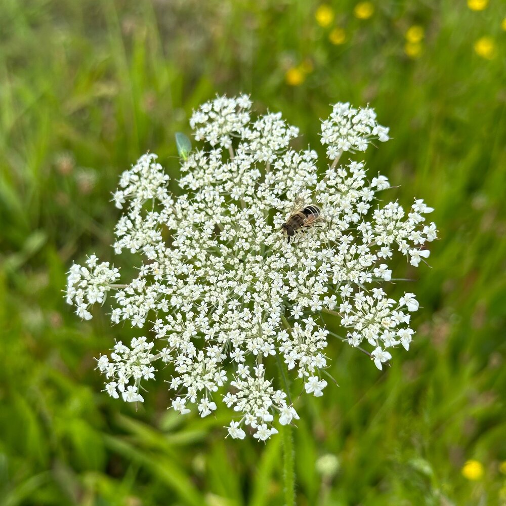 Wilde Peen - Daucus Carota