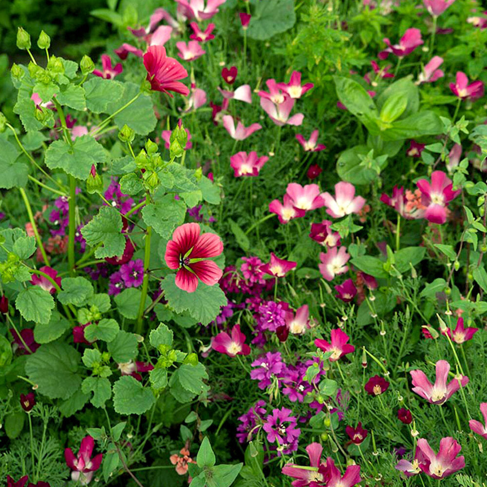 Zomerbloemen Paarse Tinten Mix