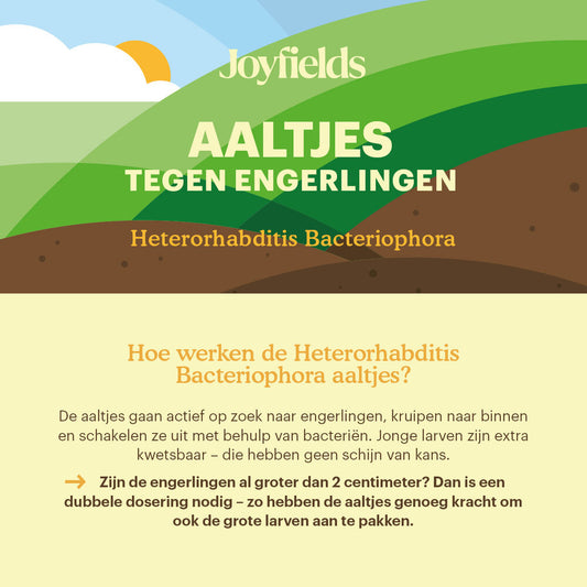 Aaltjes Tegen Engerlingen (Heterorhabditis Bacteriophora)