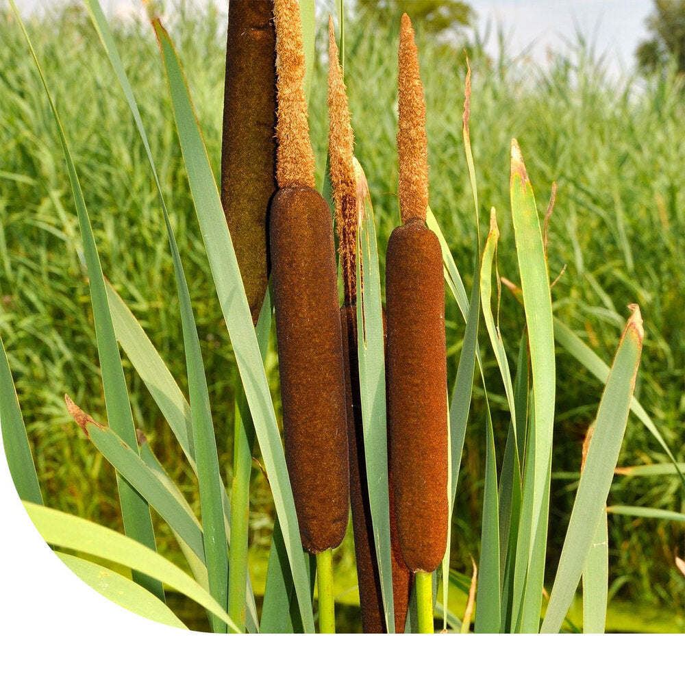 Grote Lisdodde - Typha Latifolia