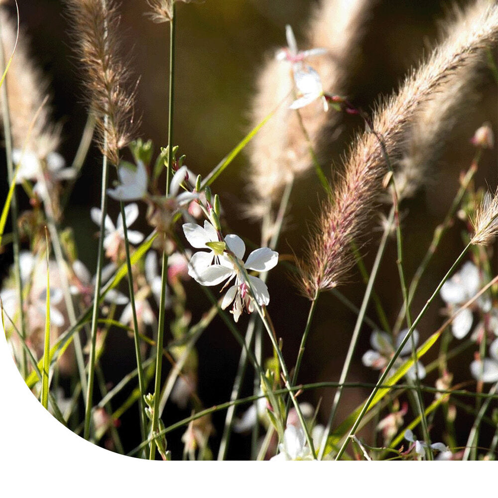 Wadi Bloemenmengsel Inheems - Meerjarig