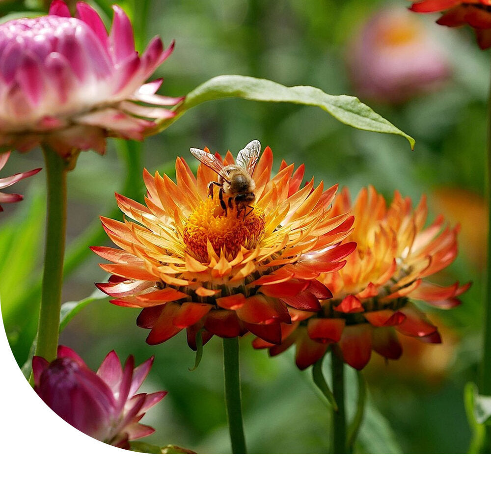 Lage Strobloem 'Tom Thumb' Gemengd -Helichrysum