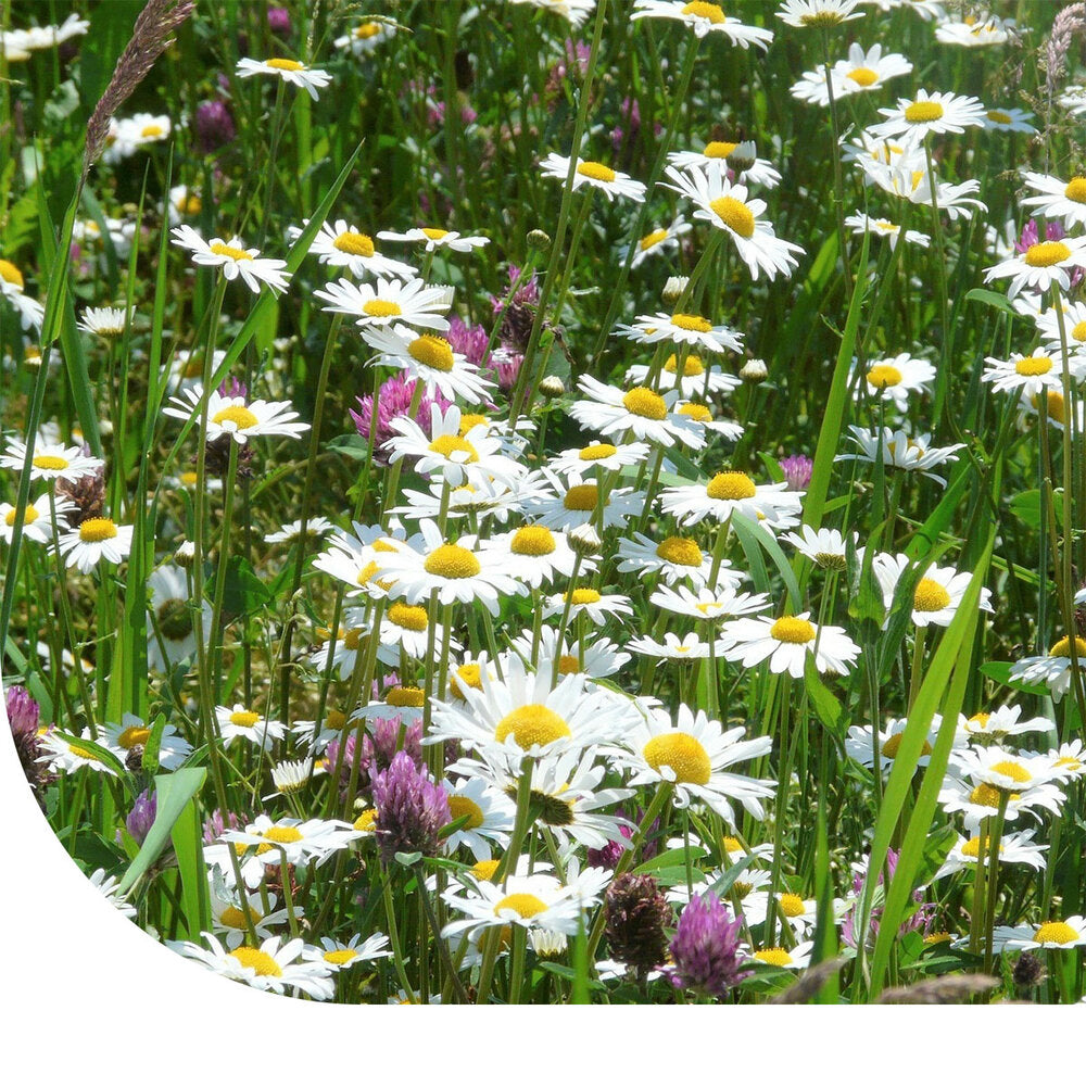 Margrietenmengsel 2 - Inheems Natuur