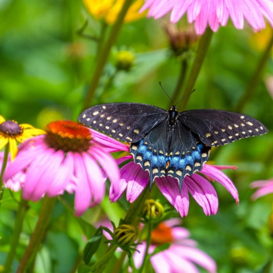 Rode Zonnehoed - 'Echinacea Purpurea'