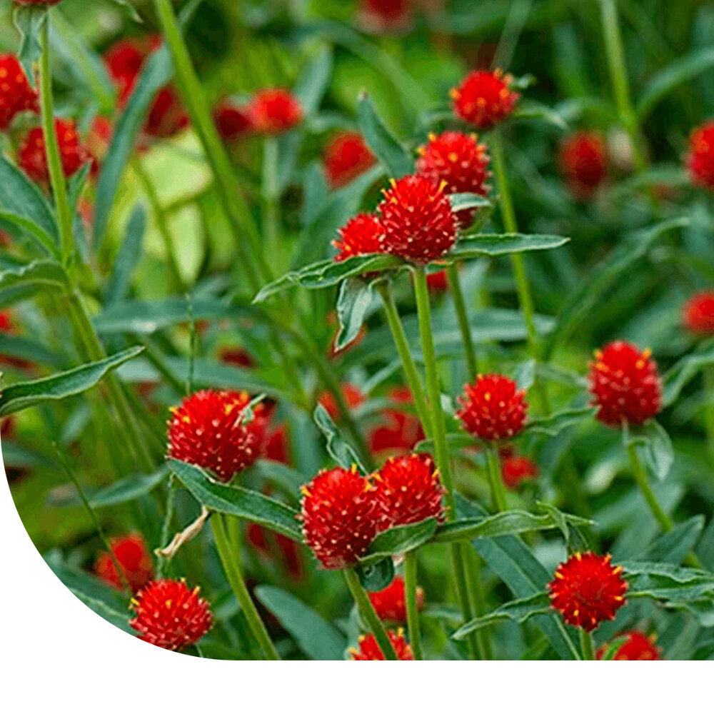 Kogelamarant 'Strawberry Fields' - Gomphrena Haageana