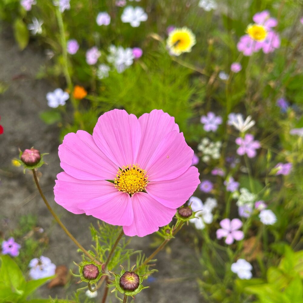 Cosmea 'Daydream' - Cosmos Bipinnatus
