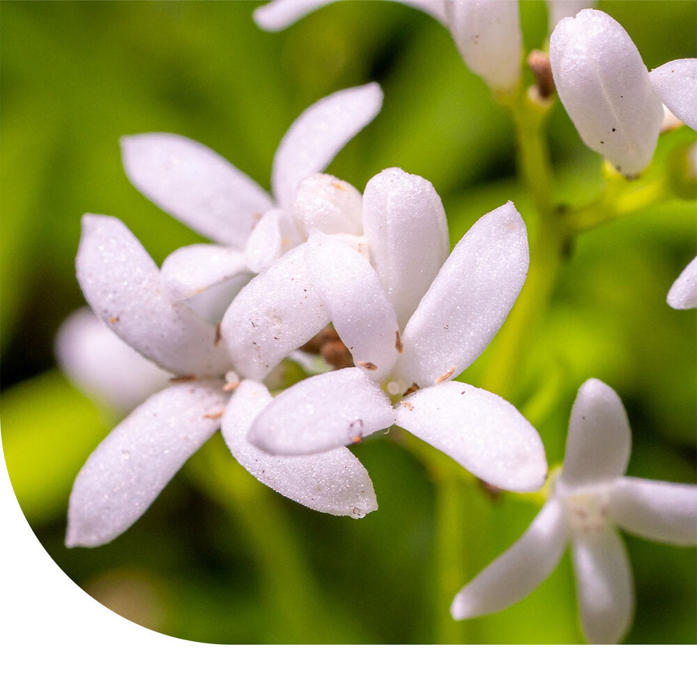 Glad Walstro - Galium Mollugo