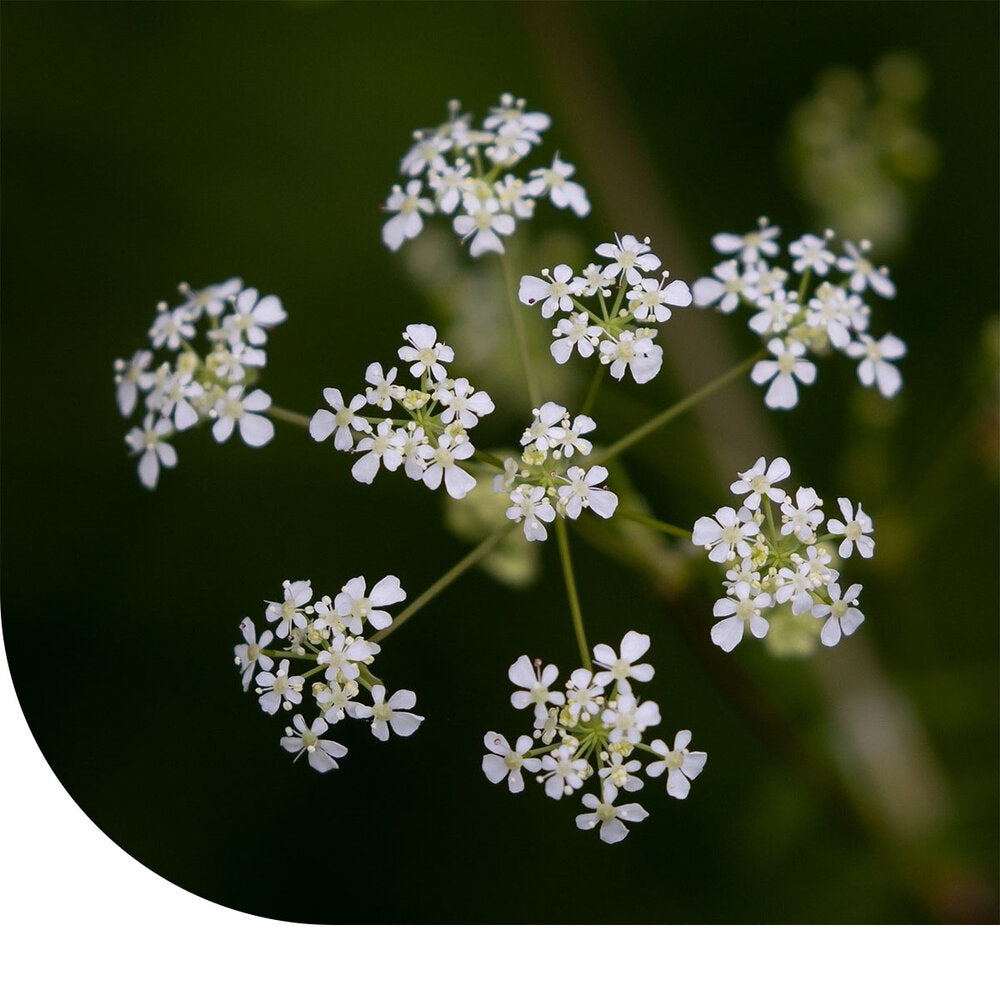 Fluitenkruid - Anthriscus Sylvestris