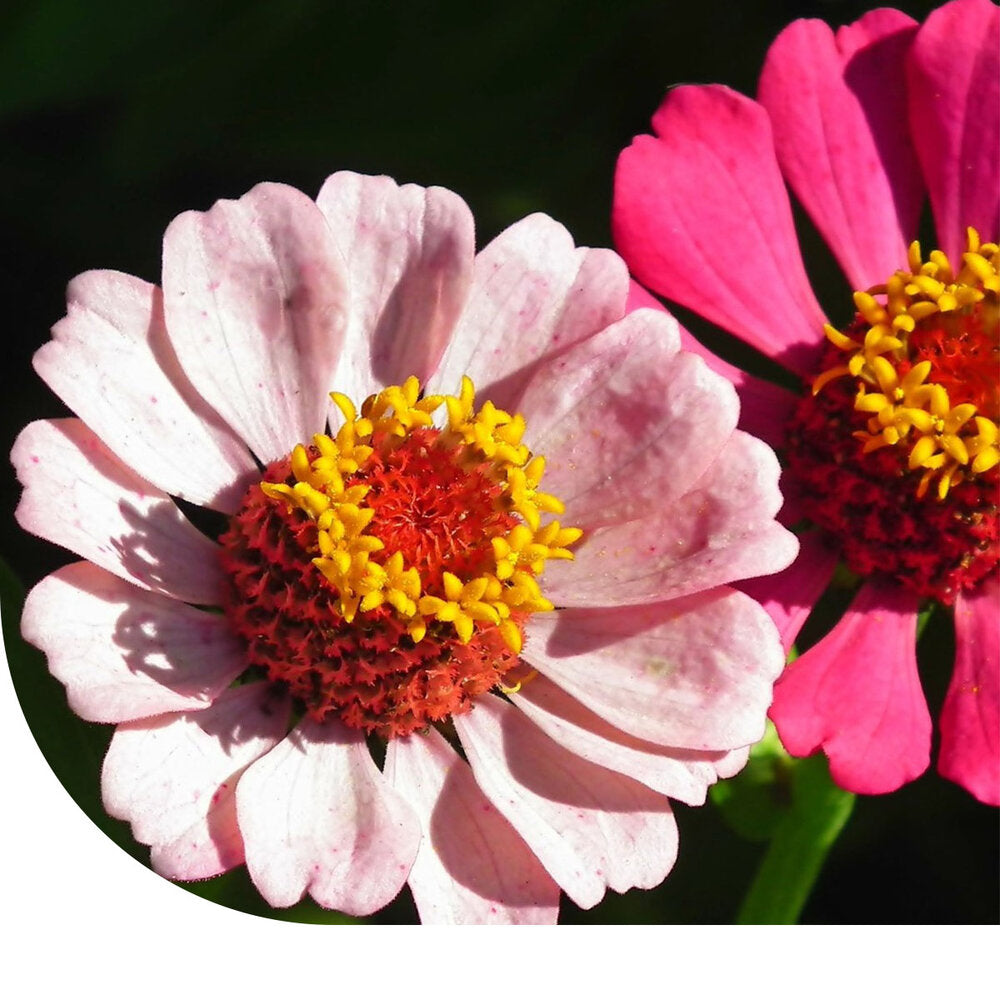 Zinnia Elegans 'Thumbelina' (gemengd)