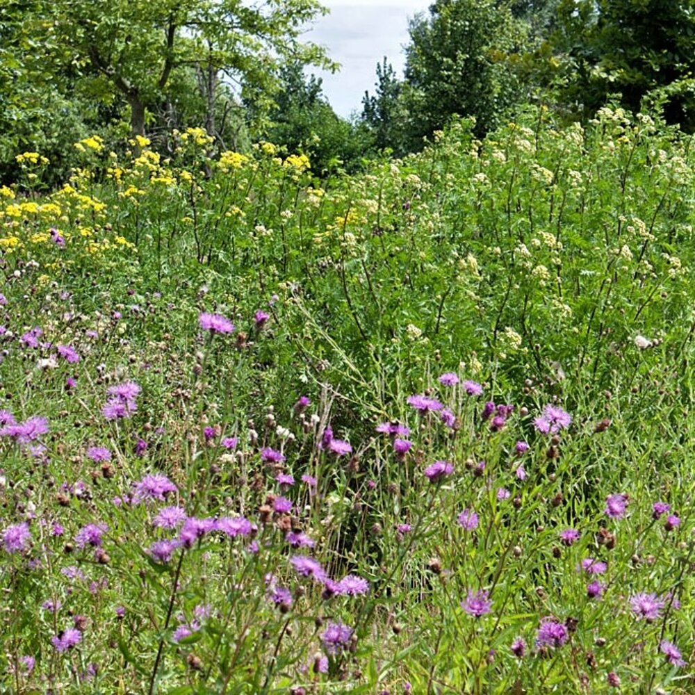 G2 - Bloemrijk Grasland