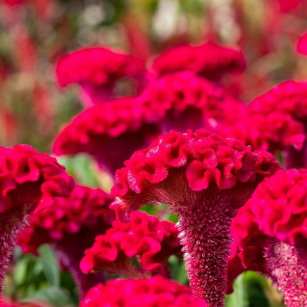 Hanekam - Celosia Cristata (gemengd)