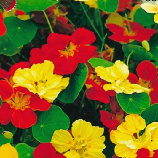 Oost-Indische Kers 'Whirlybird Mix' - Tropaeolum Majus Nanum