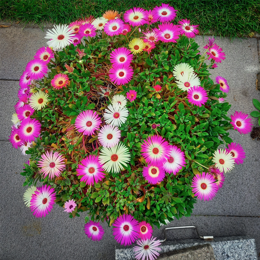 IJsbloemgemengd - Mesembryanthemum