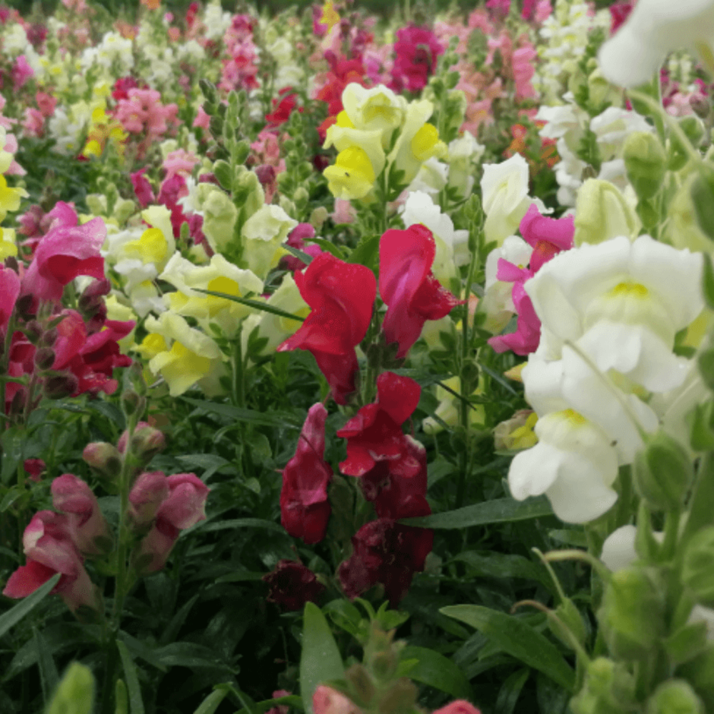 Leeuwenbekje Halfhoge - Antirrhinum