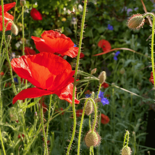 Wildbloemenmengsel één- En Meerjarig - 40 Soorten