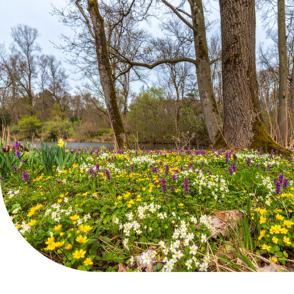 Type G3 - Bloemrijk Grasland - Natte Grond