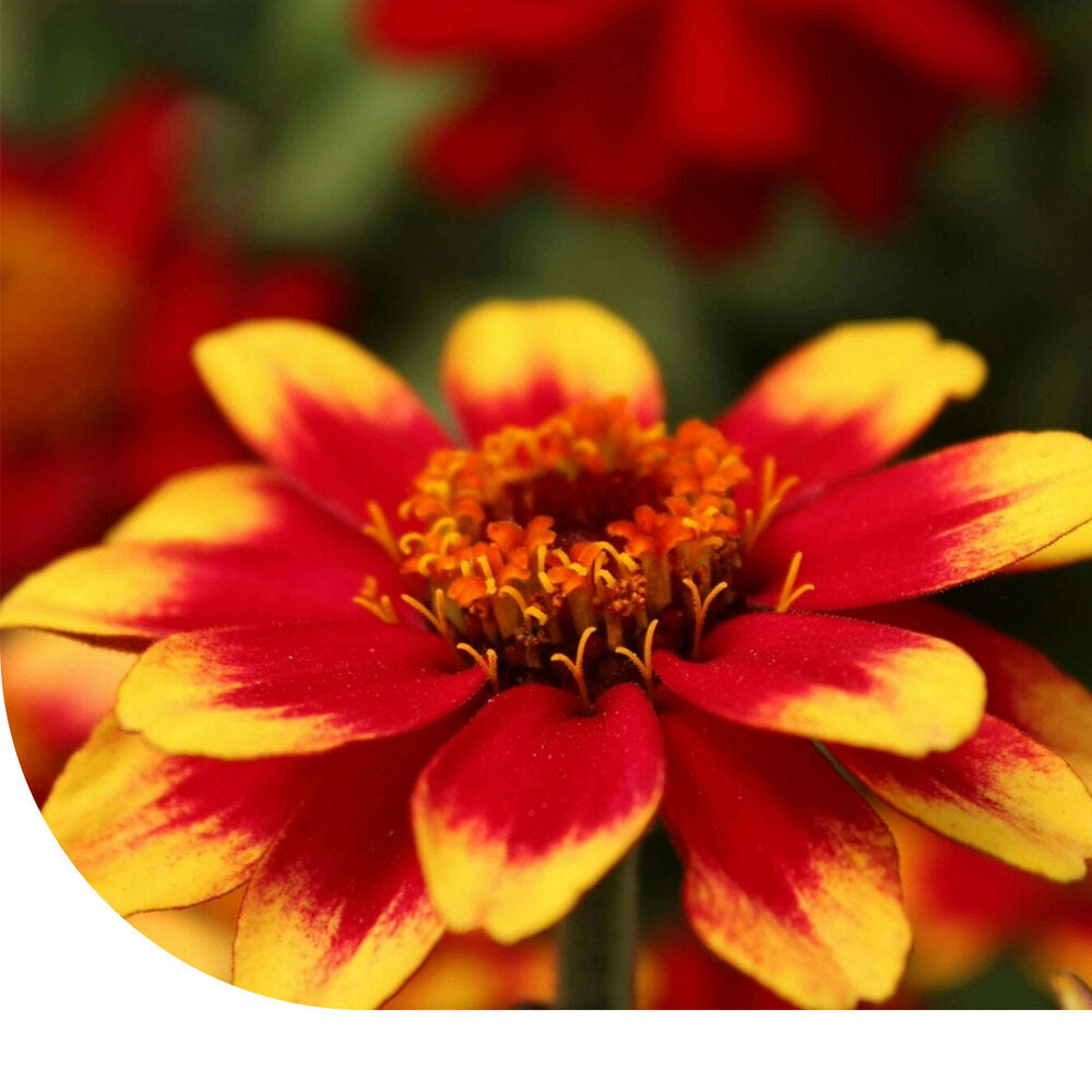 Zinnia Haageana - Old Mexico