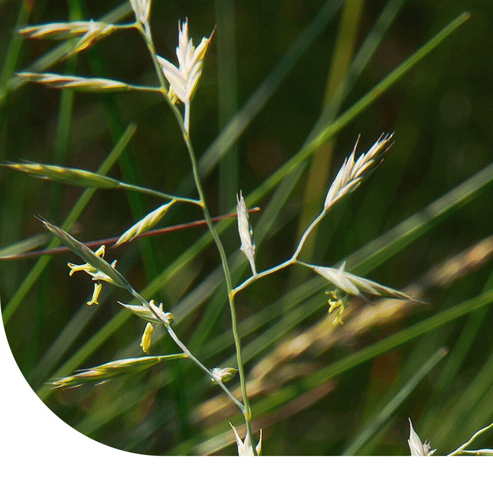 Hardzwenkgras - Festuca Brevipila