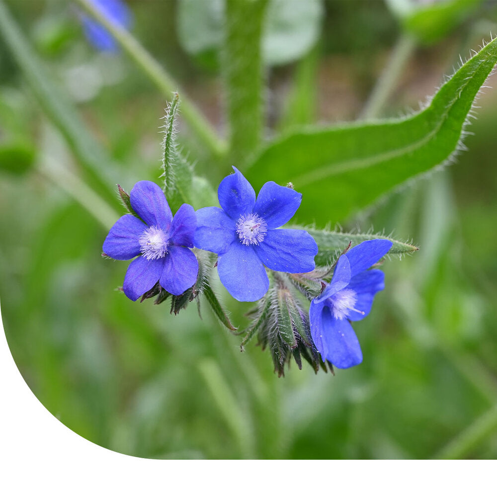 Kaaps Vergeet-me-nietje - Anchusa Capensis
