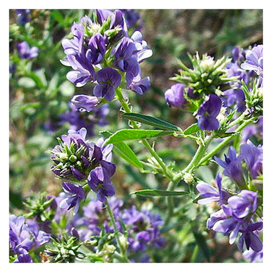 Luzerne - Medicago Sativa