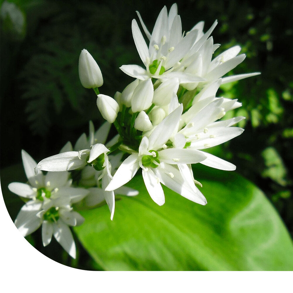 Daslook - Allium Ursinum