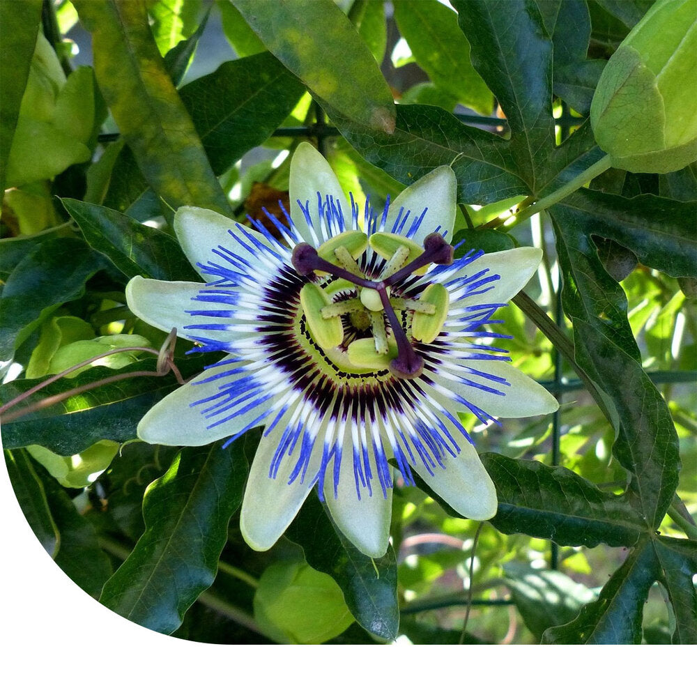 Passiebloem - Passiflora Caerulea