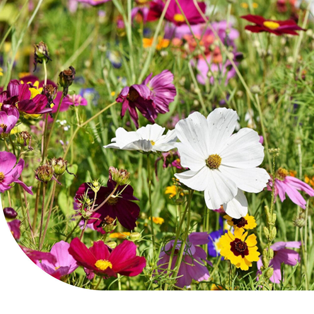 Bloemenmengsel Voor Vlinders - Laag