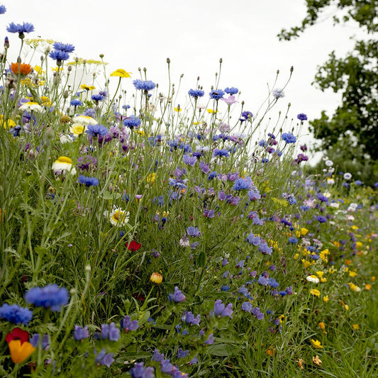 Zomerbloemenmengsel 1-jarig
