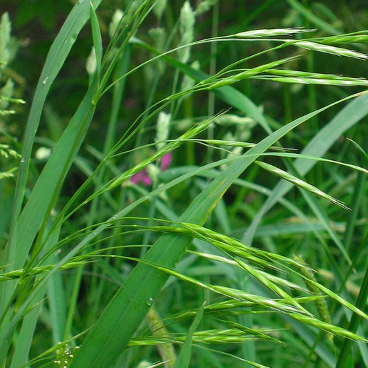 Rietzwenkgras - Festuca Arundinacea