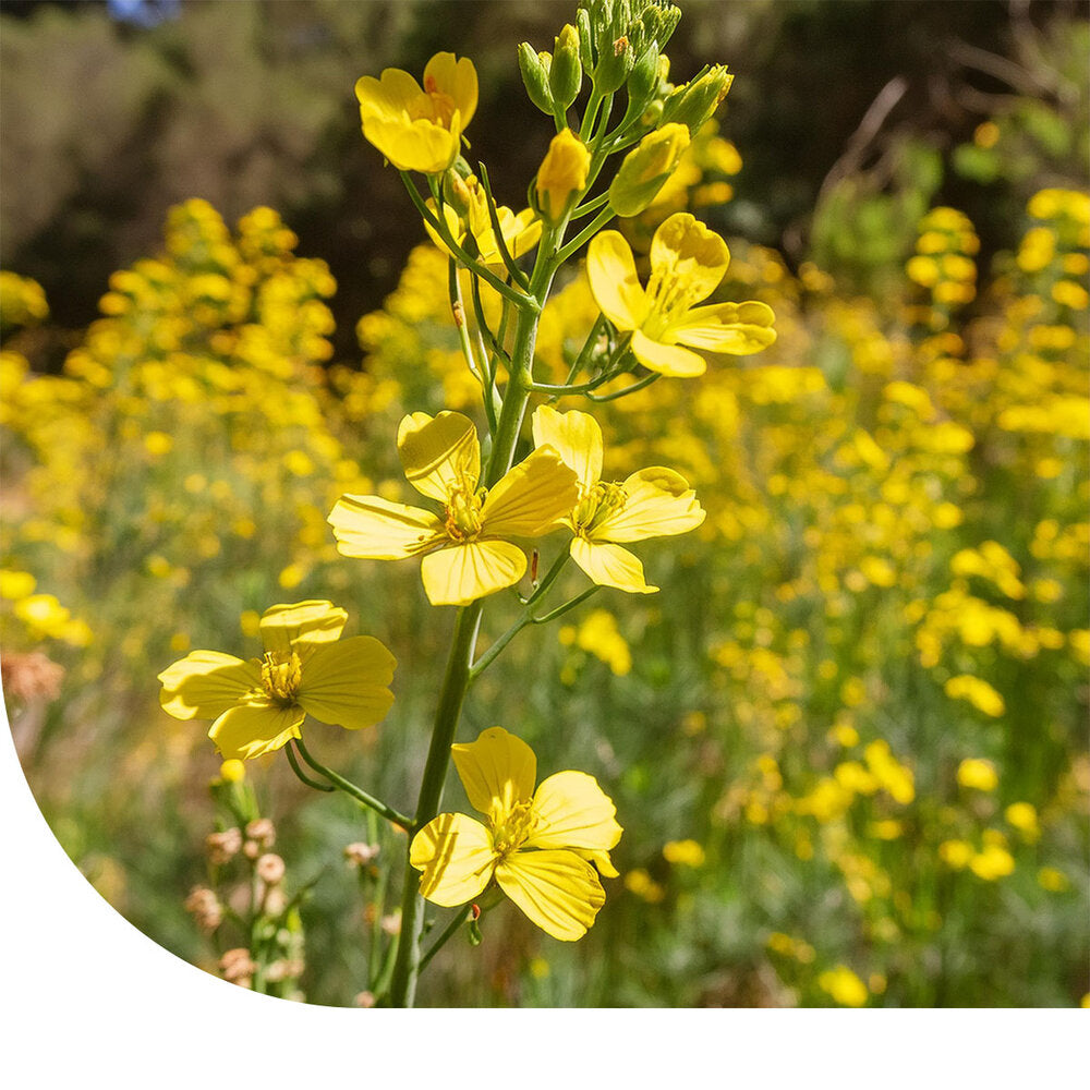  Ethiopische Mosterd - Brassica Carinata