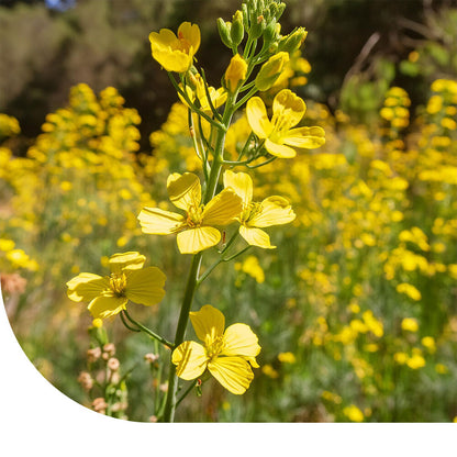  Ethiopische Mosterd - Brassica Carinata