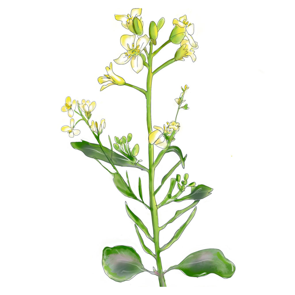 Ethiopische Mosterd - Brassica Carinata