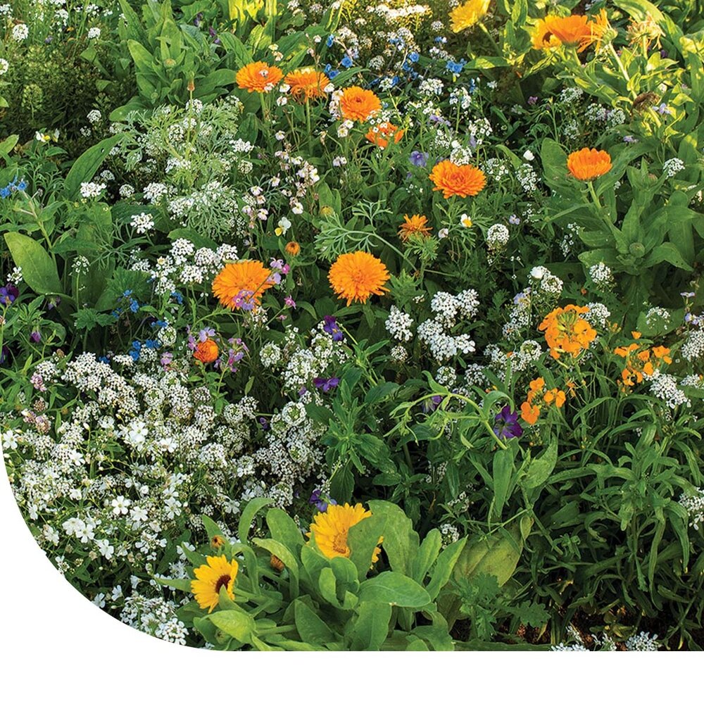  Rotstuinen Bloemenmix1 Jarig