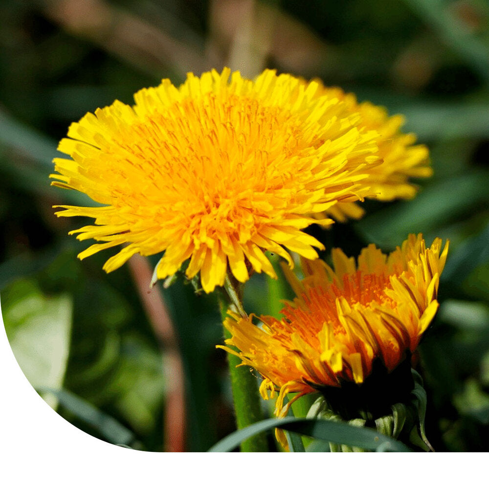  Paardenbloem - Taraxacum Officinale
