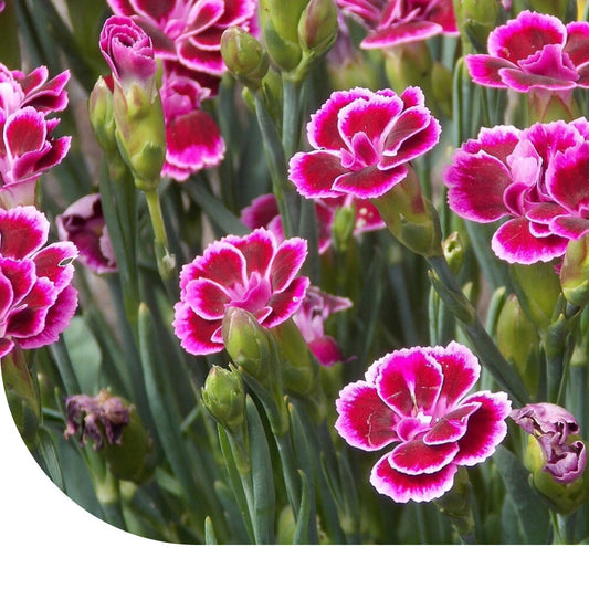  Tuinanjer - Dianthus Caryophyllus