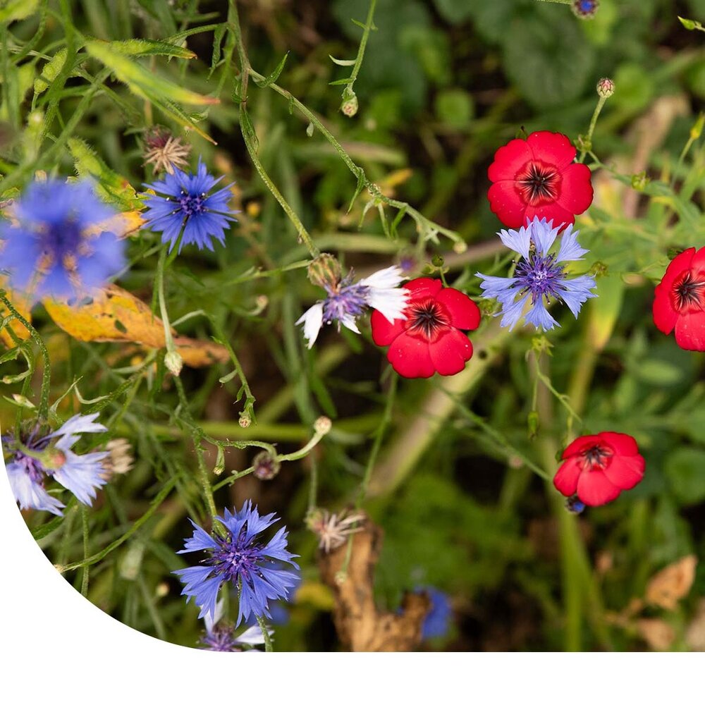  Vogelaantrekkend Bloemenmengsel